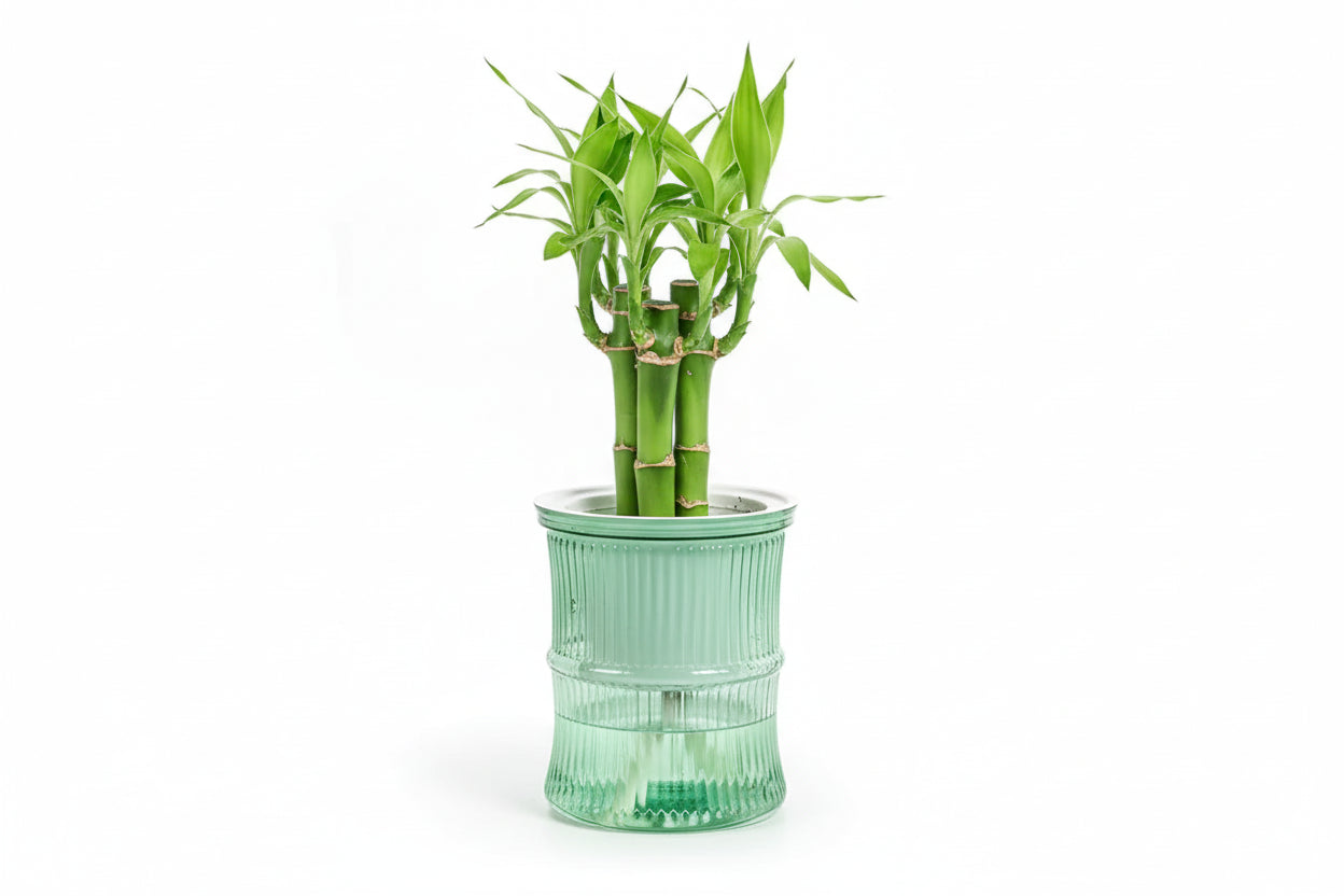 Double Layer Transparent Self-Watering Succulent Plant Pot