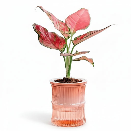 Double Layer Transparent Self-Watering Succulent Plant Pot