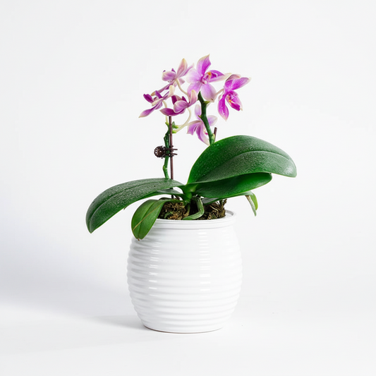 Double Layer Transparent Self-Watering Flower Vase